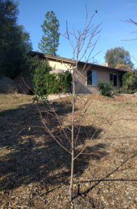 SpiceZee nectaplum, one year old, never been pruned