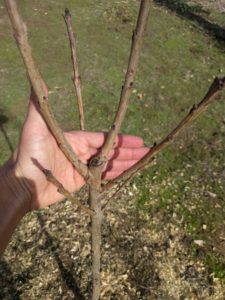 close up of heading cut response Lapins cherry