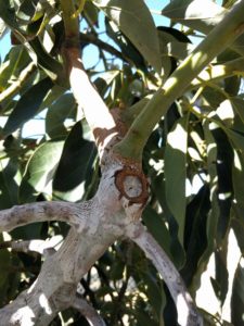 prune to lateral on avocado