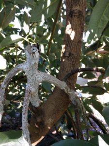 strange response to pruning avocado