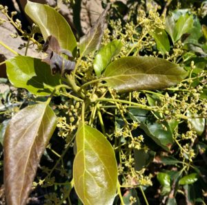 cold damaged new leaves avocado