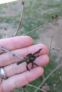 cold damaged pomegranate leaves