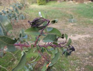 cold damaged laurel sumac