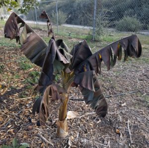 cold damaged banana plant