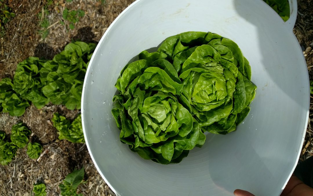 Butterhead lettuce harvest