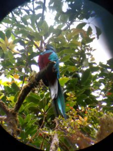 Quetzal eating wild avocados in Monteverde Cloud Forest Costa Rica