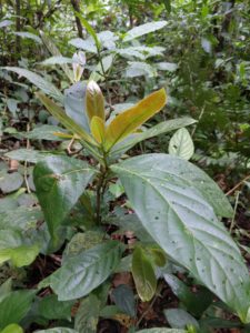 young wild avocado tree Monteverde Cloud Forest Costa Rica