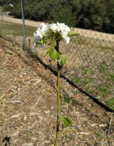 Fan-stil pear flower