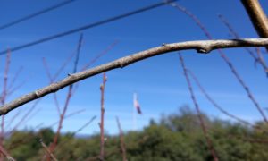 peach and nectarine gray nonfruiting wood