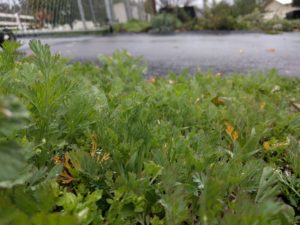 California poppies sown with the rain