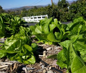 mulch under lettuce plants