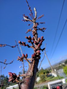 apricot popcorn bloom on spurs