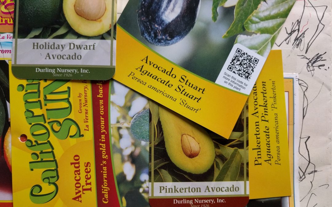 avocado tree tags