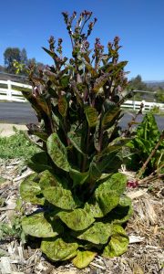 lettuce bolting