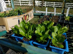 lettuce seedlings due for planting