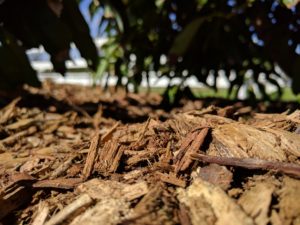 new wood chips closeup