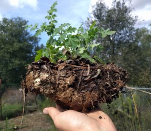 phacelia transplant