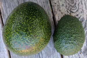 reed avocado fruit versus hass avocado fruit