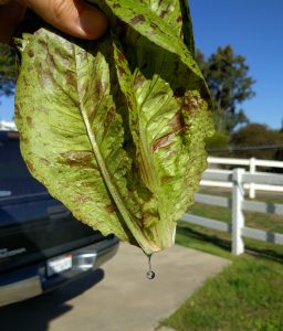 rinsing milky sap off lettuce stem