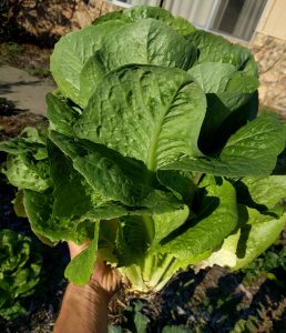 romaine just harvested