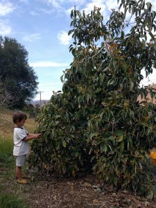 Cass hand pollinating Fuerte