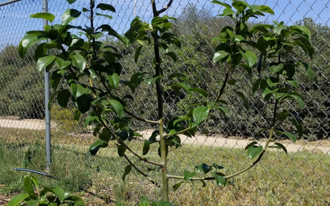 Effects of a warm and wacky winter on deciduous fruit trees