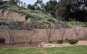 Fruit trees planted close together in hedge eight feet apart