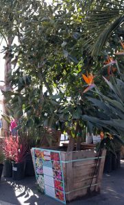 Hass avocado growing in container with fruit