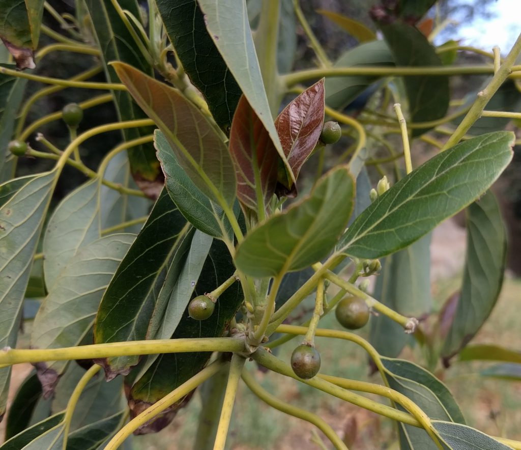 avocado fruitlets Gwen