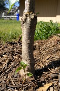 rootstock sucker on cherry tree