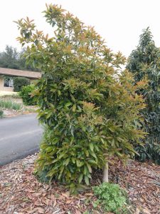 Lamb avocado tree leaning