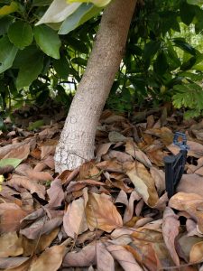 Lamb avocado tree with microsprinkler and mulch touching trunk