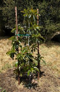 Nimlioh avocado tree two stakes