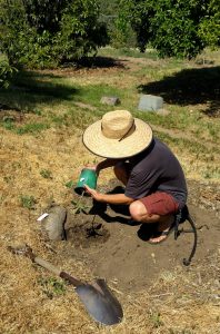 Pulling avocado tree from container for planting