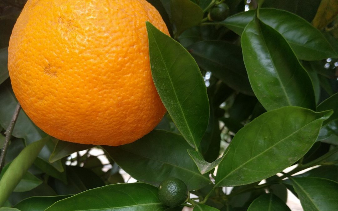 Valencia oranges two generations on tree