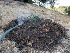 Watering newly planted avocado tree with basin and berm