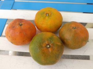 mandarins of Costa Rica