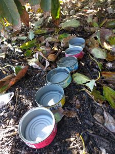 tuna cans measuring micro-sprinkler output under fruit tree