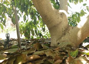 wood stake to protect micro-sprinkler on fruit tree