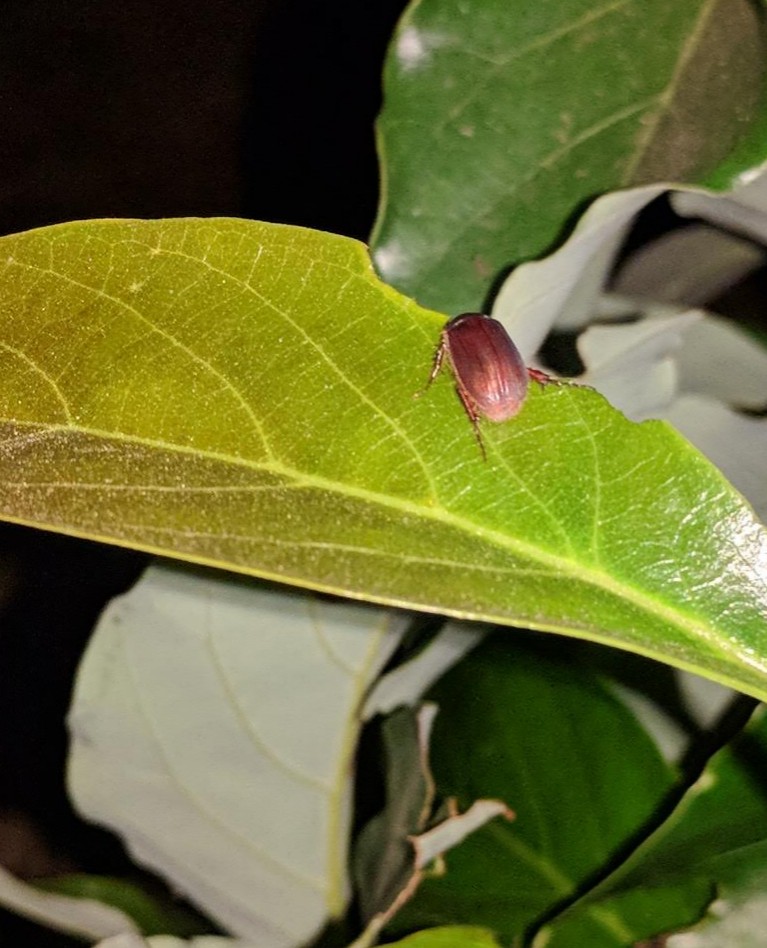 June bug eating avocado leaf