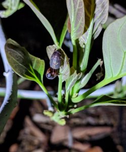 June bugs eating avocado leaves young tree