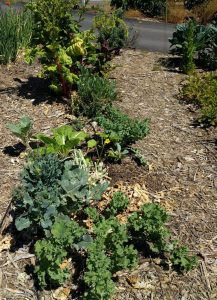 Transitioning vegetable bed keeping old plants for root exudates