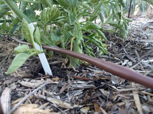 compost and mulch on vegetable beds