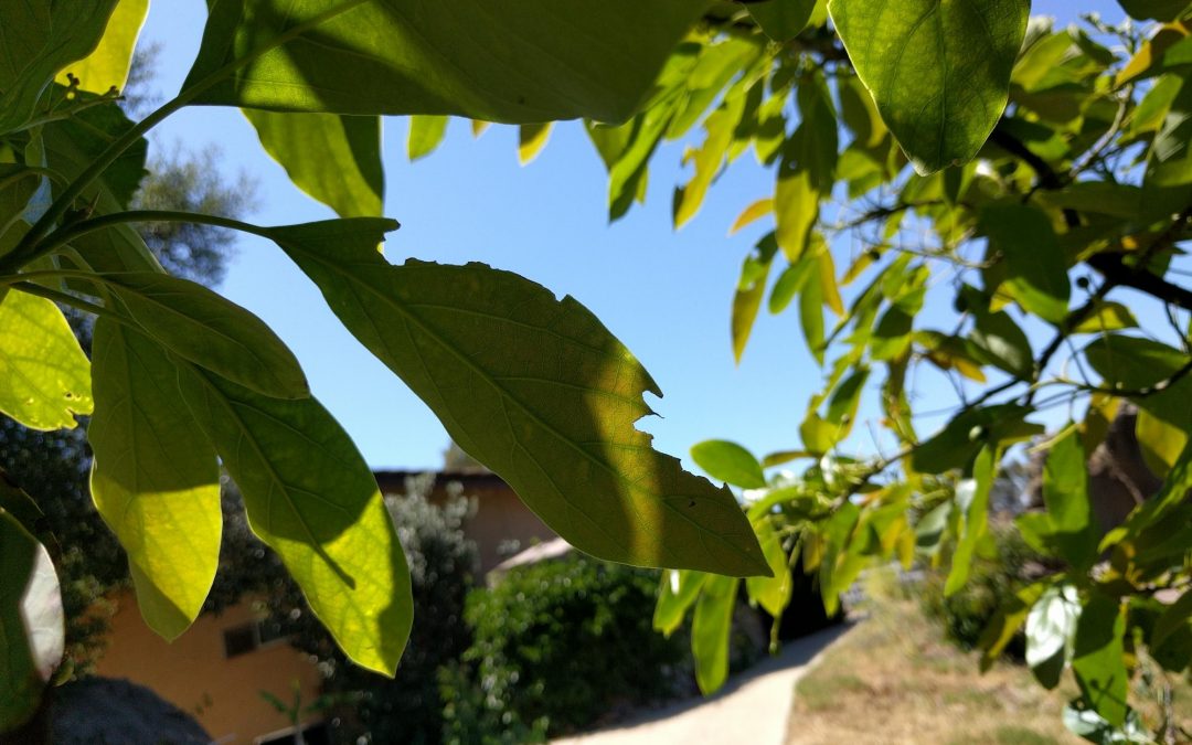 holes in avocado leaves from bugs