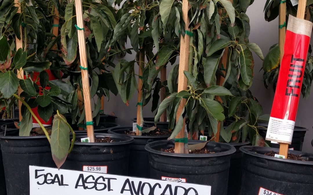 Avocado trees for sale Home Depot