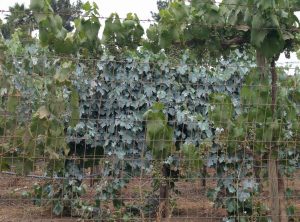 Clay spray film on grape foliage for sunburn protection