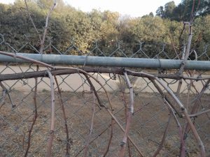 Grapevine canes on arm in winter before pruning