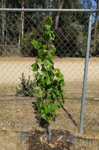 Grapevine first year tied vertical to chain link fence