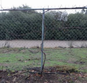 Grapevine on chain link fence spur pruned in winter