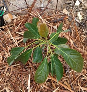 Jan Boyce avocado foliage perfect after 113 degree heat wave